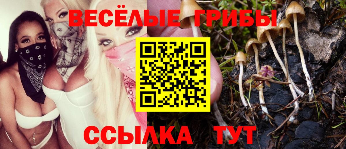 Псилоцибиновые грибы Psilocybine cubensis Вязьма